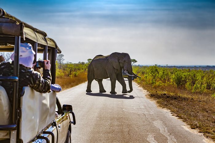 South Africa. Safari in Kruger National Park - African Elephants (Loxodonta africana)
