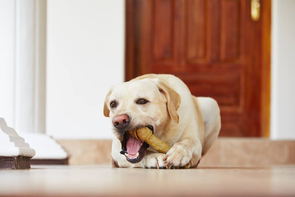 Labrador retriever with bone is waiting at home.