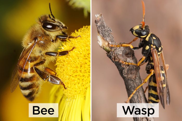 Bee-vs-Wasp