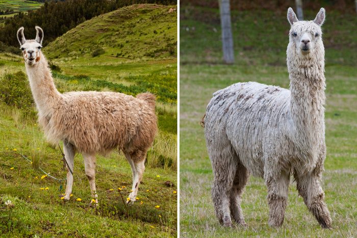 Llama-Vs-Alpaca