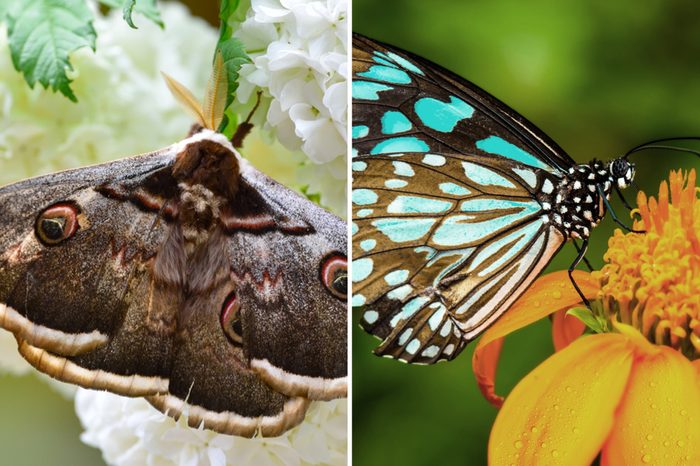 Moth-Vs-Butterfly