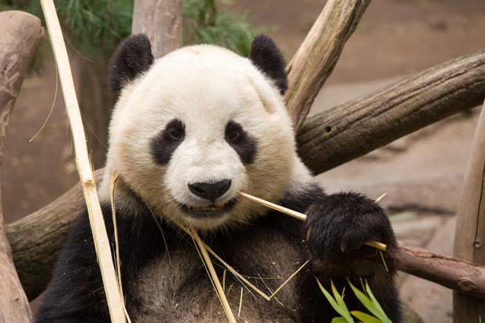 panda eating bamboo
