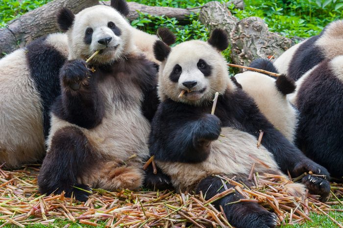 Panda bears eating together
