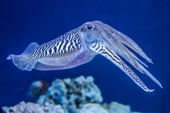The Common (European) Cuttlefish (Sepia officinalis) is generally found in the eastern North Atlantic and Mediterranean Sea. It is a cephalopod, related to squid and octopus.