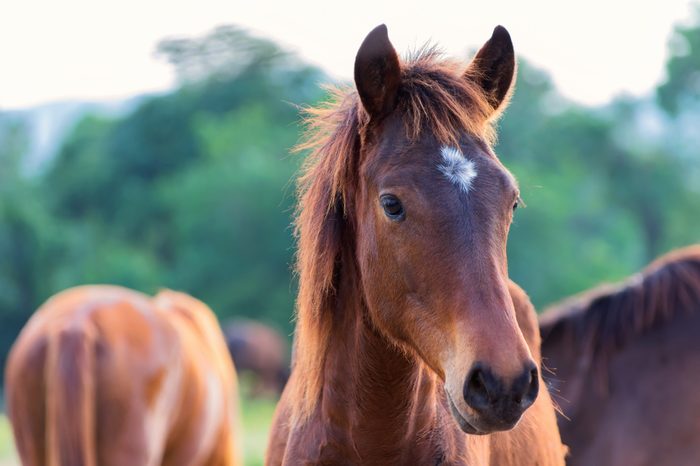 Horse, horses on the farm on a sunny day.