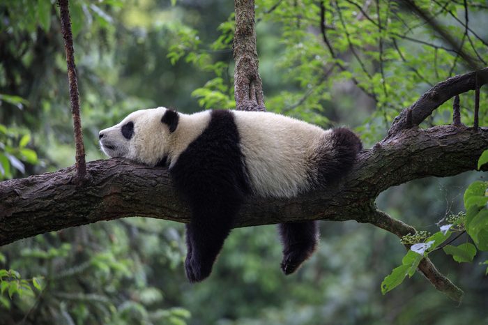 Panda Bear Sleeping on a Tree Branch, China Wildlife. Bifengxia nature reserve, Sichuan Province.
