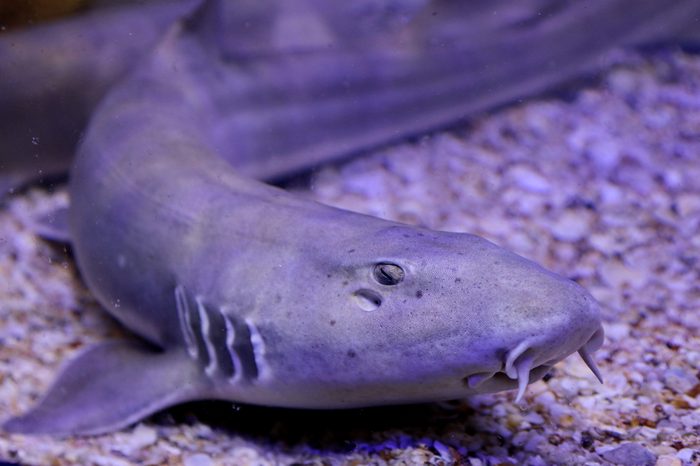The juvenile stage of Chiloscyllium punctatum,Bamboo Shark,Brown-spotted Cat Shark,Brown-banded Catshark. Juveniles have the bands and occasionlly spots. Family Hemiscylliidae.