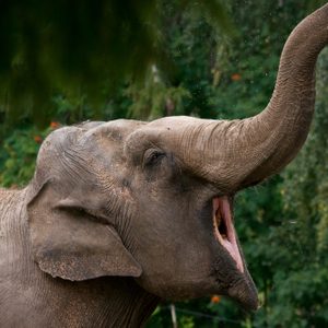 Elephant raises trunk, opens mouth; surrounded by lush, green vegetation.
