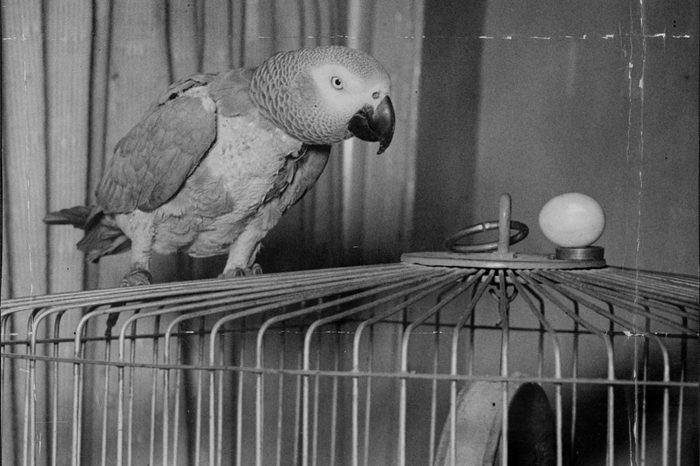 Josephine The Parrot