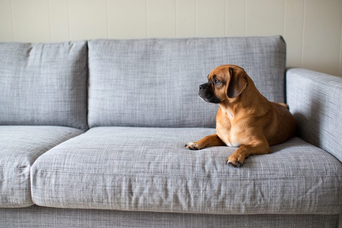 Cute Small Dog Looking Outside While Laying on Grey Sofa