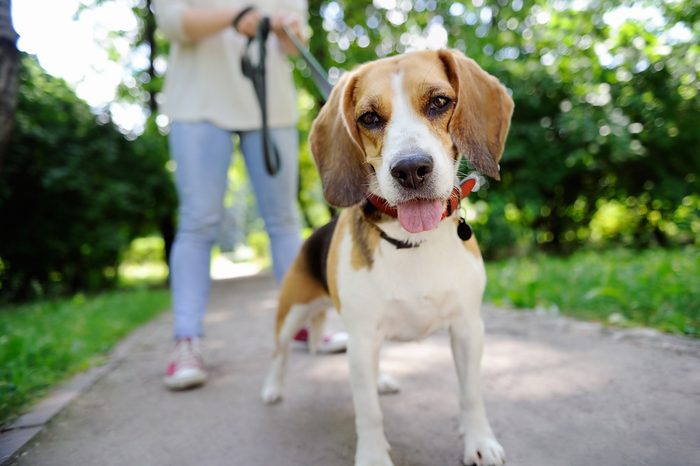 Close up photo of young woman walking with Beagle dog in the summer park. Obedient pet with his owner