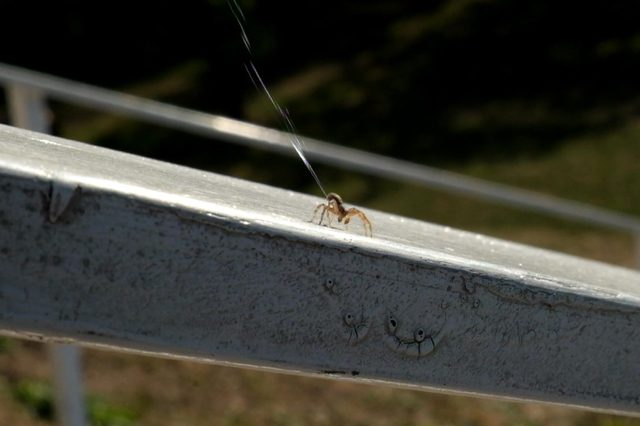 Ballooning-Spider