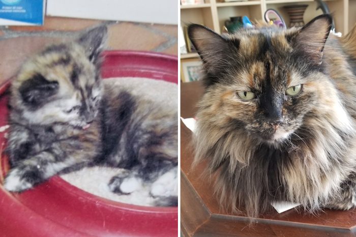 Chewy Before and After