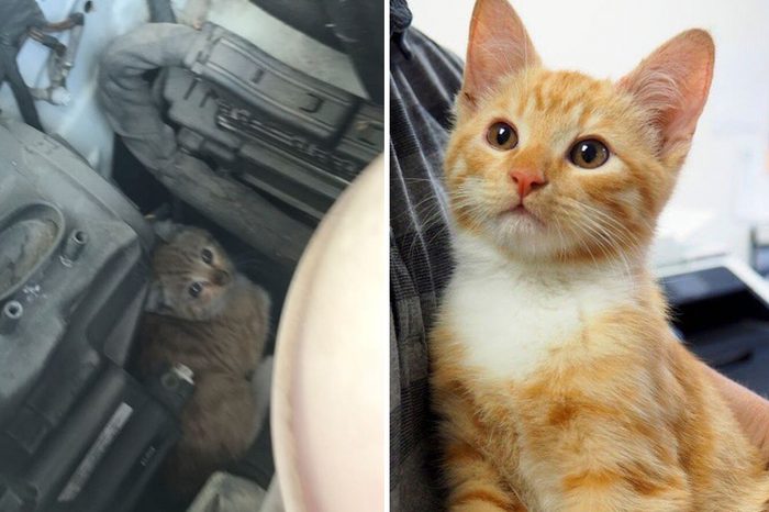 Mango Before and After