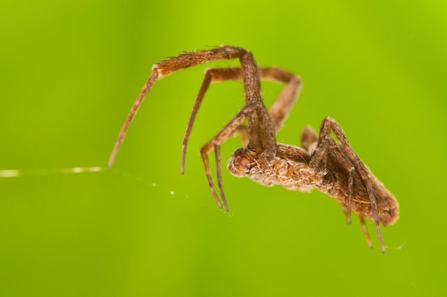 Uloborus plumipes (feather-legged lace weaver)