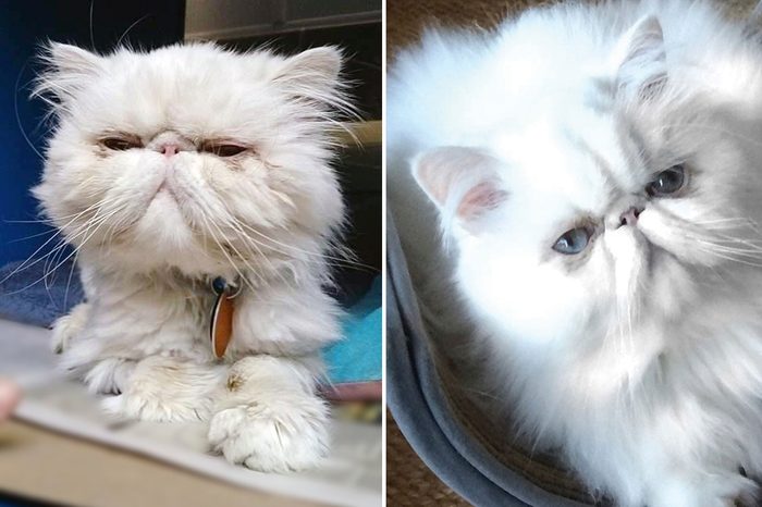 Yoda Before and After