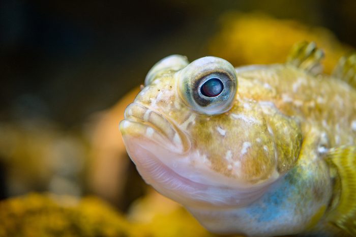 antarctic fish_ocean facts