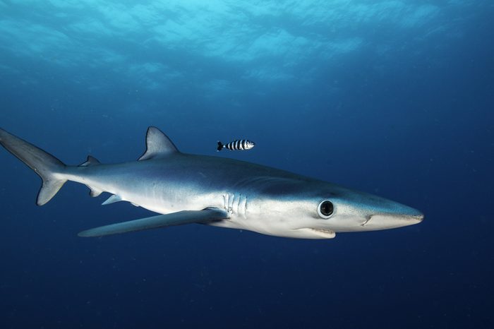 Blue shark swimming in the blue. Image was taken during a baited shark dive offshore, out past Western Cape in South Africa. .