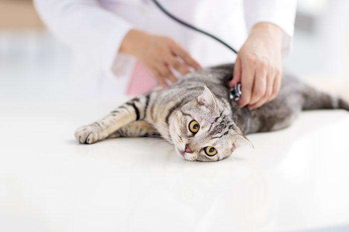 female veterinarian medical doctor with cat