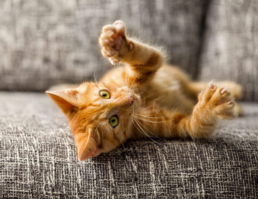 Little cat playing on the bed