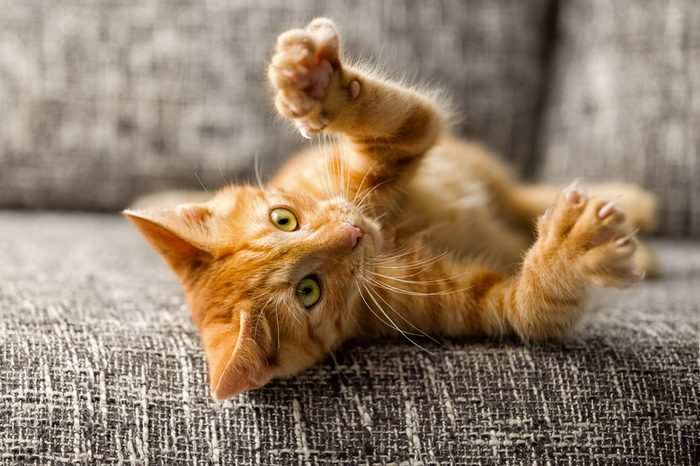 Little cat playing on the bed