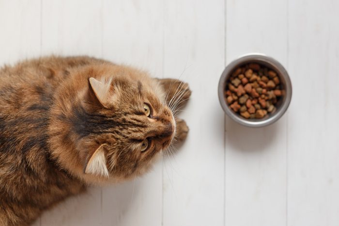 Cat eating from a bowl on white wooden planks