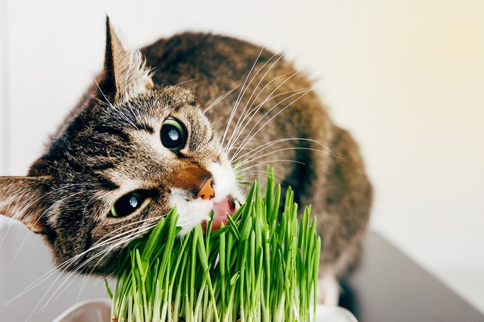 beautiful tabby cat eating grass