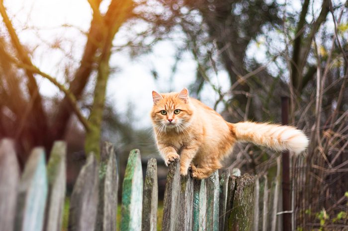Fluffy ginger tabby cat walking on old wooden fence