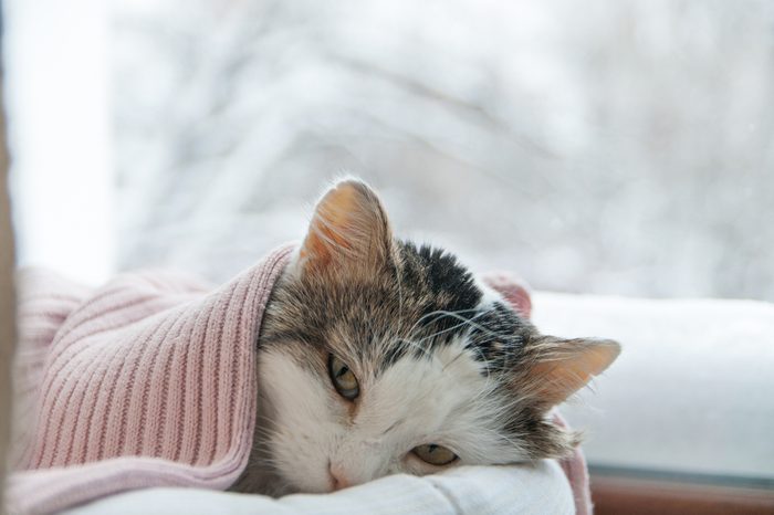 cat lies on the window in winter