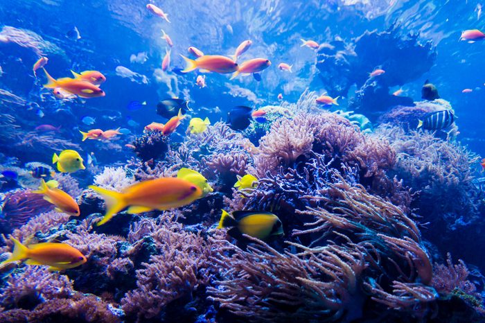 ocean living space_ocean facts