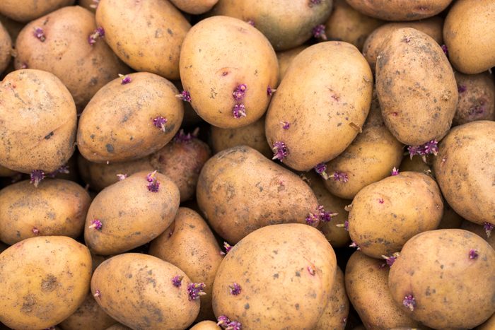 Fresh organic potato stand out among many large background potatoes in the market. Close-up potatoes texture.