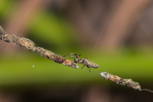 trashline orbweaver spider wrapping  its preys  and prey remain in silk threads