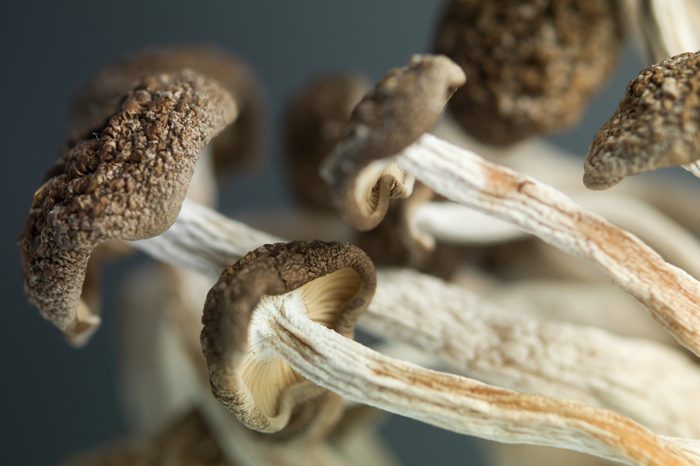 conceptual closeup side view of a sheaf of enoki mushrooms with brown caps and long thin stems against a dark background