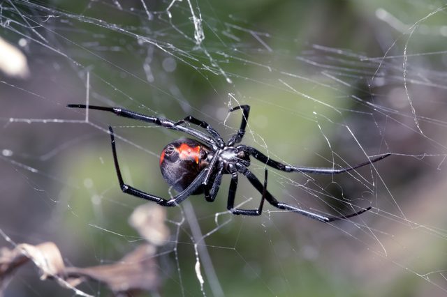 Spider, Australian Red-back, spider at rest on web with  leaf litter
