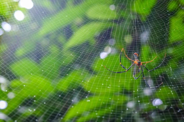 A female Golden SIlk Orb Weaving Spider waiting on her web  at Chet Khot waterfall - Pong Kon Sao Nature Study Centre Soft focus 
