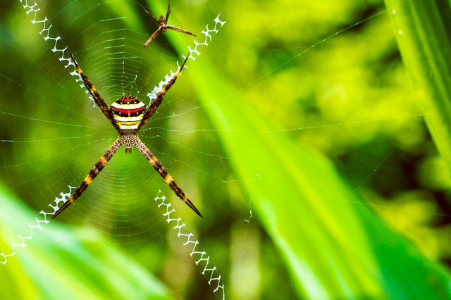 St. Andrew's Cross , Argiope spider rests on web, Ko Tao, Thailand
