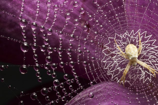 white spider 
