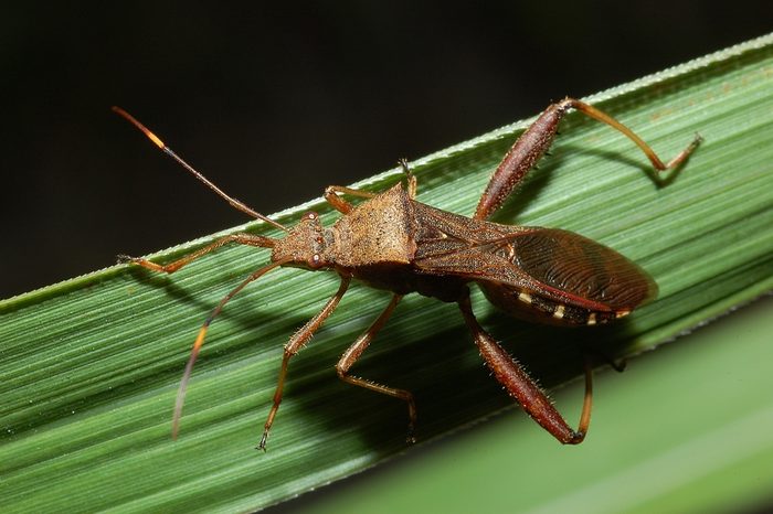 Stinkbug on the leaf