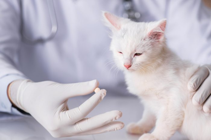 White kitten visiting vet for check up