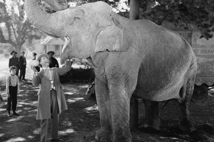 Man feeding elephant with wide open mouth