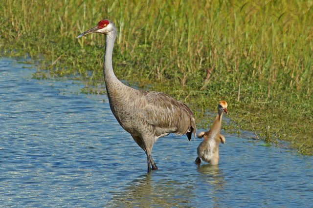 the ugly duckling