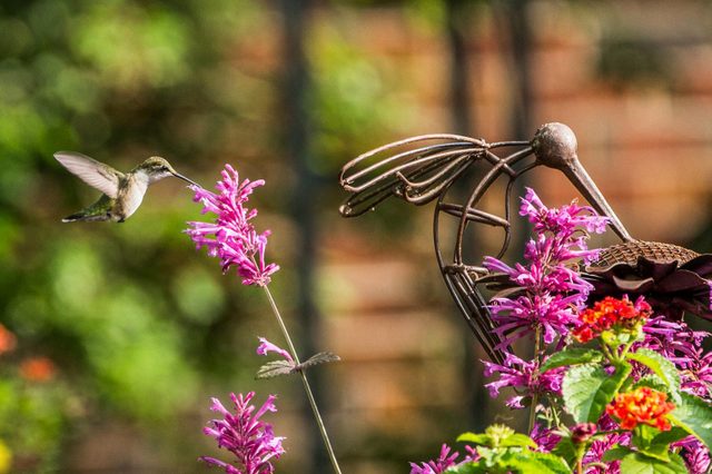 this garden isn't big enough for the both of us