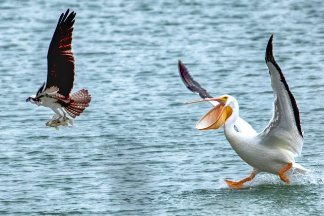 give a pelican a fish