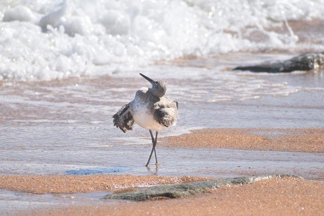 strutting in the sand
