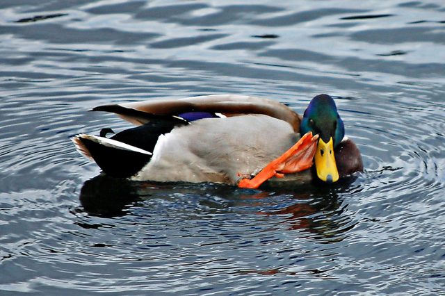 webbed foot wave