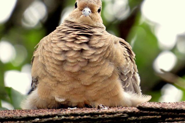 big bird