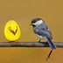 22 Hilarious Bird Photos You Shouldn't Miss
