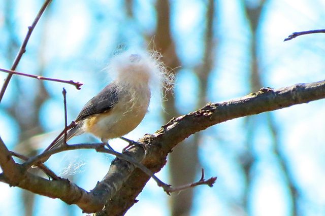 looking fuzzy