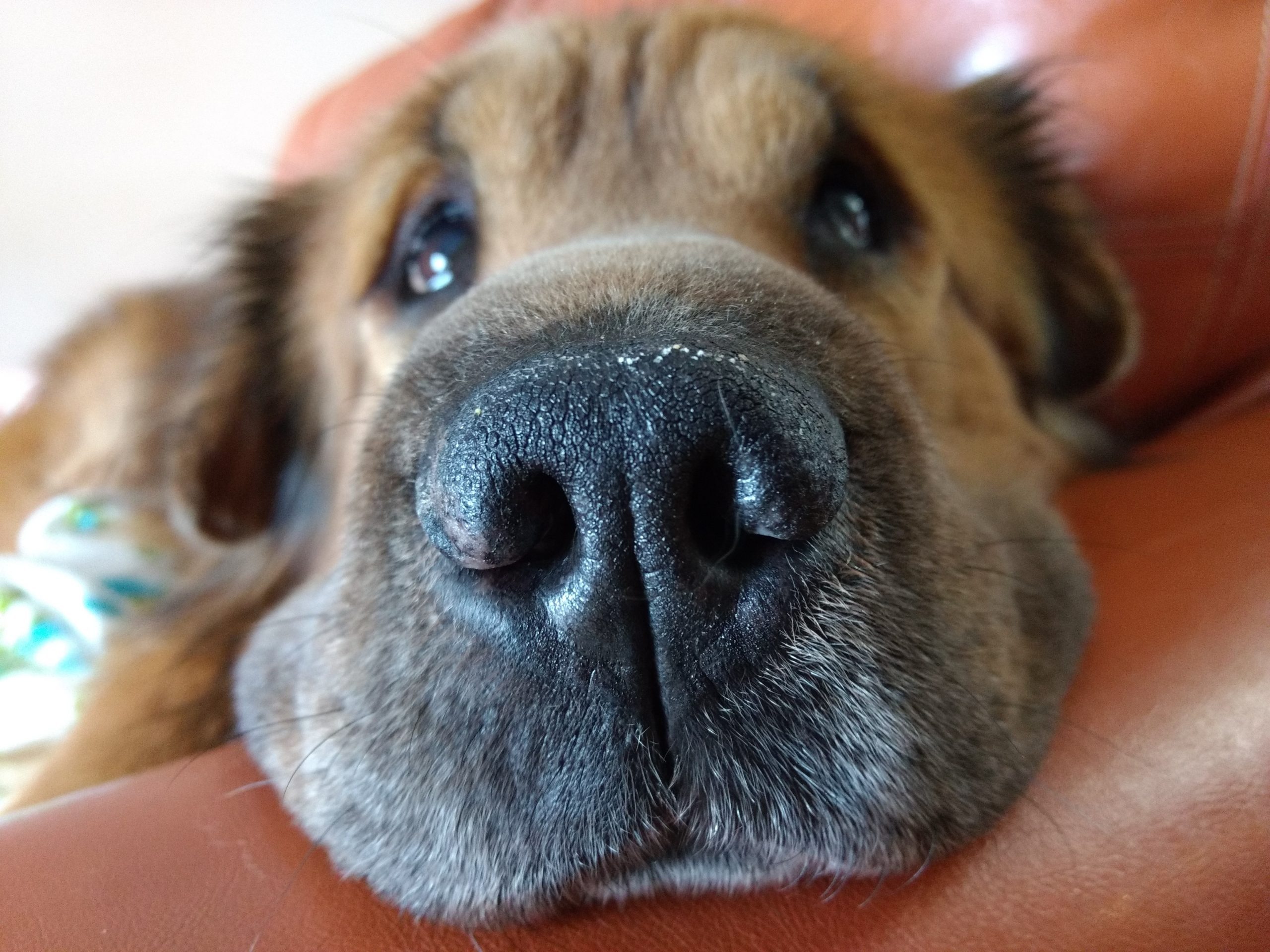 Brown dog resting his head on a a couch