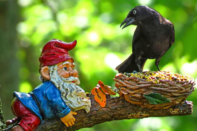 the seed thief